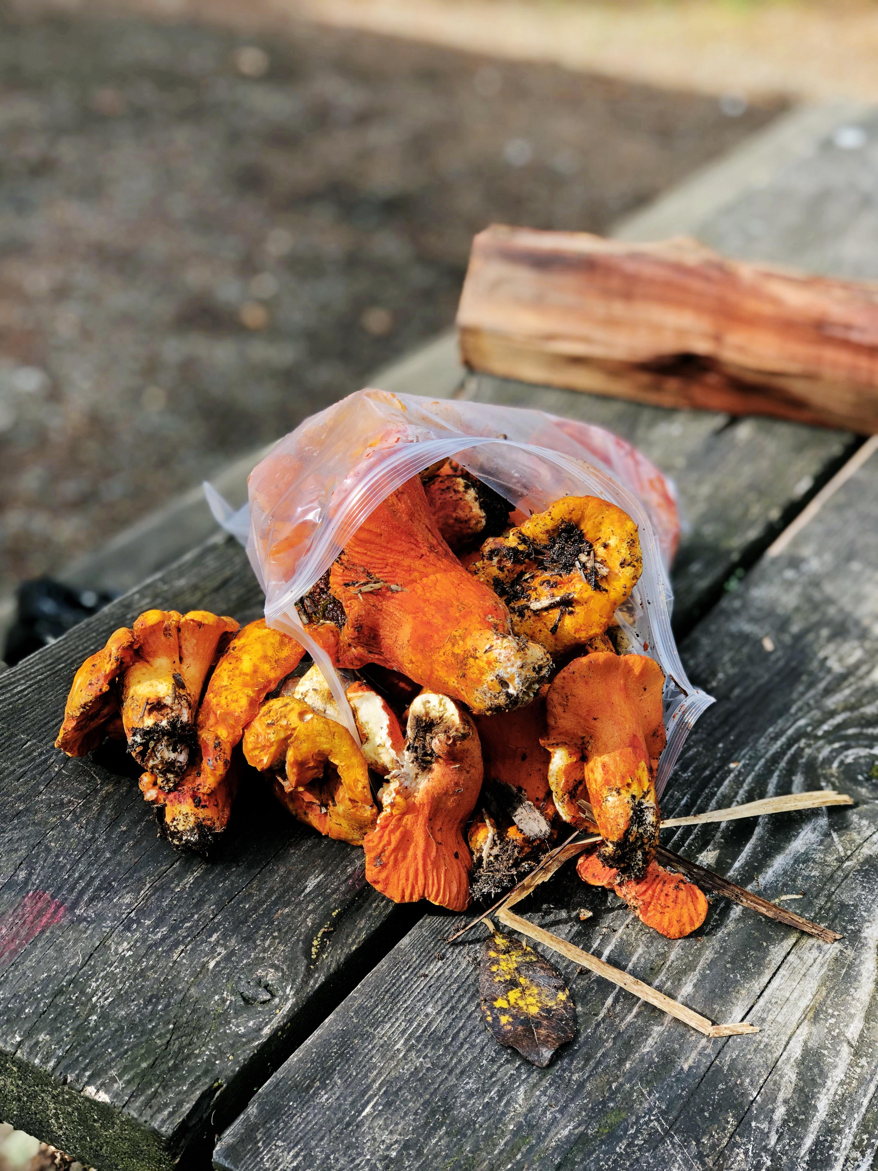 Lobster Mushrooms | Julie's Kitchenette